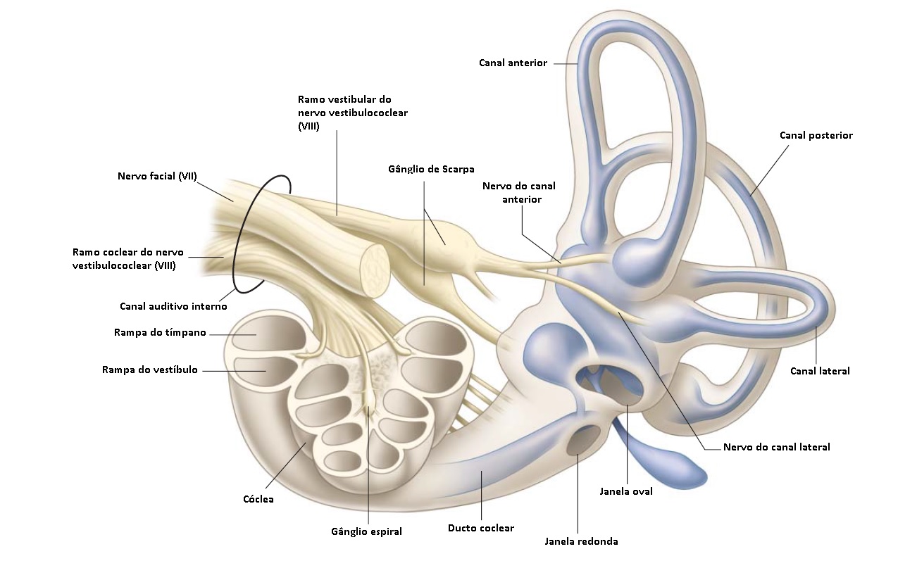 Canais semicirculares da orelha interna. Fonte: MedicinaNET
